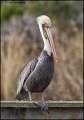 _1SB9835 brown pelican